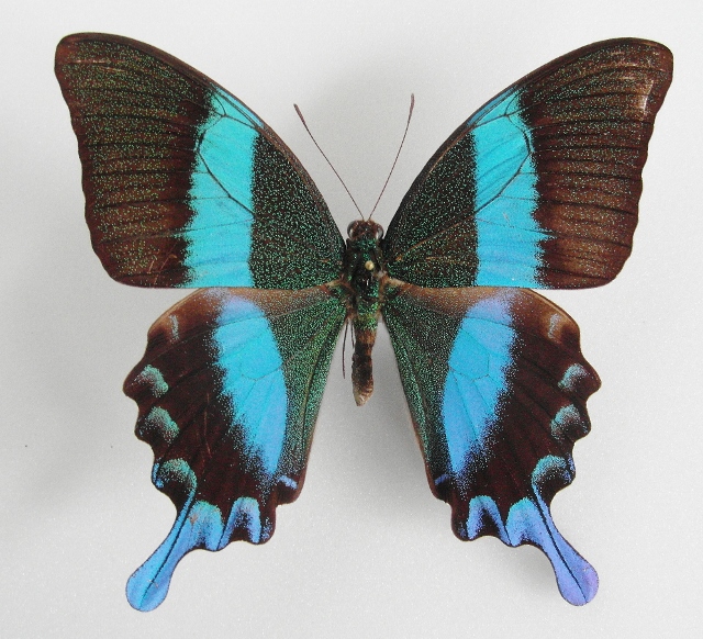 Papilio blumei male (blue color aberration) [Internet image property of respective owner, non commercial use only]